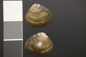 Media type: image;   Malacology 176886 Description: Preserved specimen.;